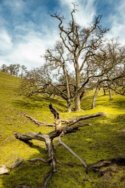 Dry Tree Mobile Wallpaper