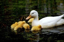 Duck and Duckling On Water