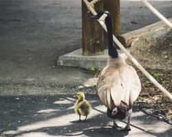 Duck And Duckling Walking in Road