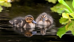 Duck Baby Image