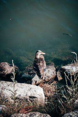 Duck Bird Near Lake Pic