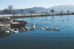 Duck Birds in Water