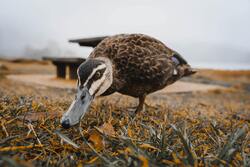 Duck Close Up Photo