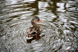 Duck Floating on Water Photography