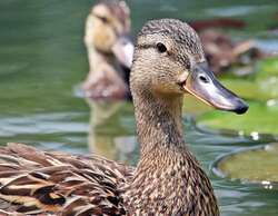 Duck In Lake 4K Photo