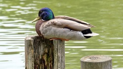 Duck on Wood