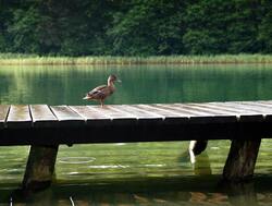 Duck on Wooden Dock