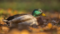 Duck Portrait Closeup Photography