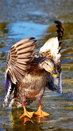 Duck Ready to Fly