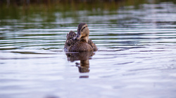 Duck Riding on Pond