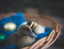 Duck Sitting in Basket