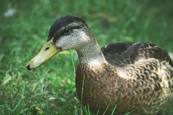 Duck Sitting on Grass