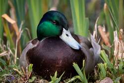 Duck Sitting On Ground 4K