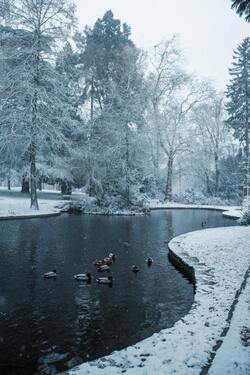 Duck Swimming in Lake During Winter