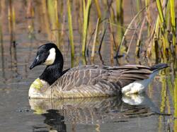 Duck Swimming in Lake