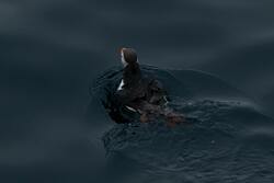 Duck Swimming in Water Image