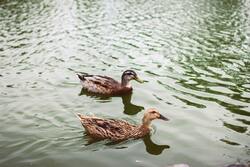 Duck Swimming in Water