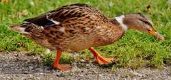 Duck Walking On Ground Wallpaper