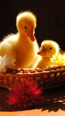 Ducklings in Yellow Basket