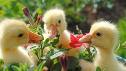 Ducks Baby in Garden