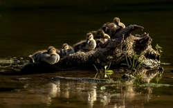 Ducks Enjoying Sunny Day On a Uprooted Tree