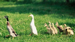 Ducks Family in Garden