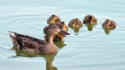 Ducks Family in Lake