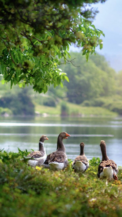 Ducks in a Row