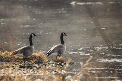 Ducks Standing Near River 5K Image