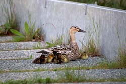 Ducks With Babies Photo