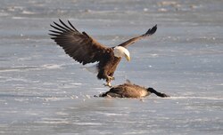 Eagle Attack on Goose