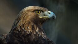 Eagle Bird Beak Closeup Photography
