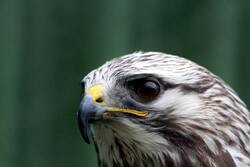 Eagle Bird Close Up Desktop Background Picture