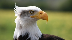 Eagle Bird During Rain