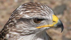 Eagle Bird Face Photo