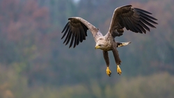 Eagle Bird Flying HD Wallpaper