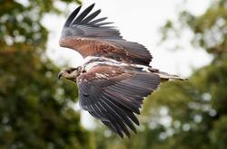 Eagle Bird Flying Photography