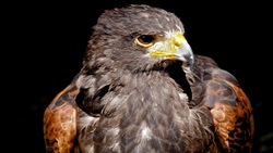 Eagle Bird HD Image