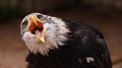 Eagle Bird Shout Photo