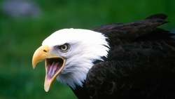 Eagle Bird with Open Beak
