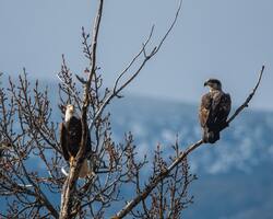 Eagle Birds on Tree