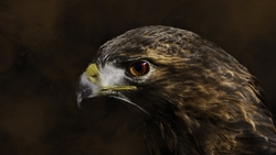 Eagle Close Face HD Wallpaper