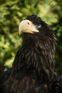 Eagle Close Face Pic