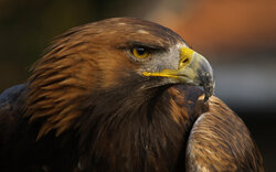 Eagle Close Look Pic