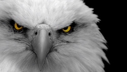 Eagle Eye Desktop Background