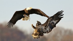 Eagle Fight in Sky