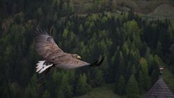 Eagle Flying on Forest Trees