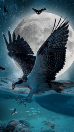 Eagle Hunt at Night Pic