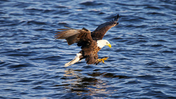 Eagle Hunting 4K Image