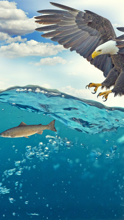 Eagle Hunting a Fish
